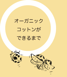 オーガニックコットンができるまで
